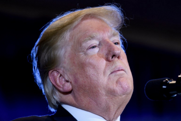 Macaque in the trees