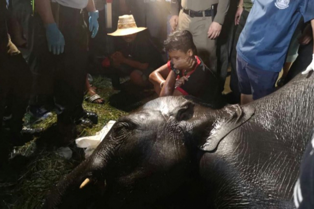 Macaque in the trees