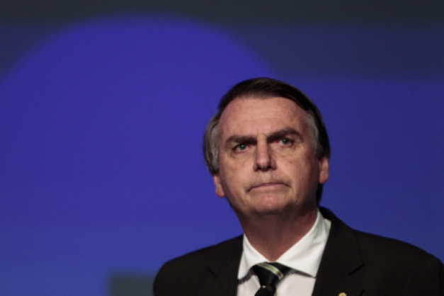 Macaque in the trees