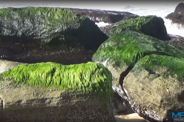 Macaque in the trees
