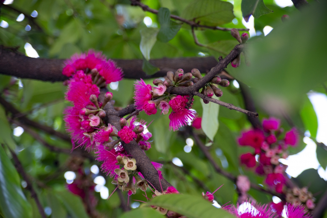 Flores cor de rosa-choque com os estames que formam os tapetes sob as copas (Foto: Marcos Tristão / Jornal do Brasil)
