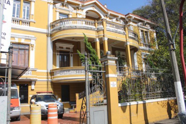 Macaque in the trees