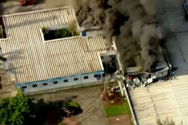 Macaque in the trees