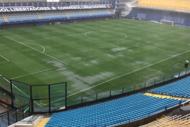 Macaque in the trees
