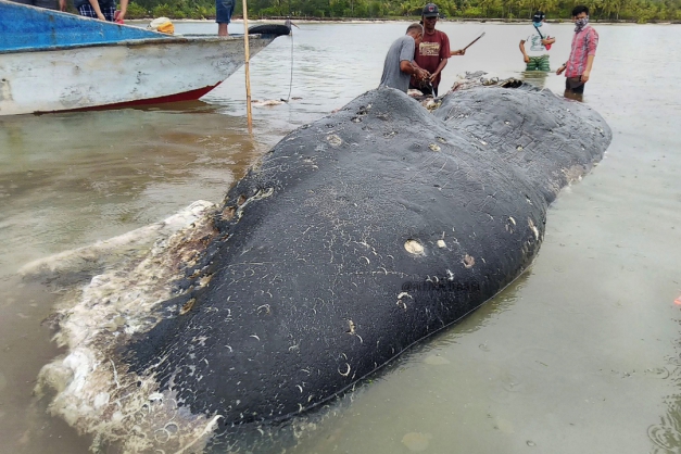 Macaque in the trees