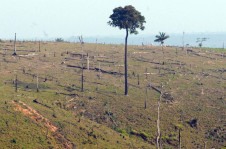 Desmatamento no estado do Par&aacute; (arquivo)
