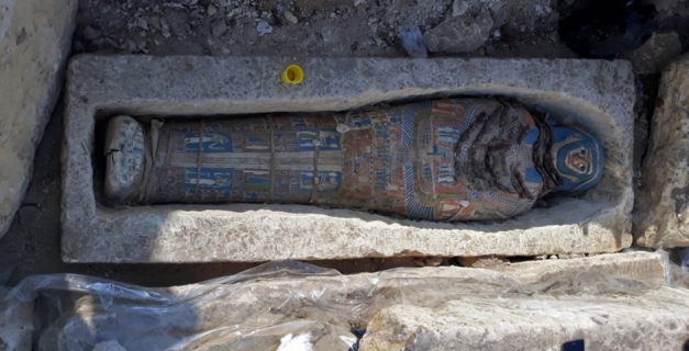 Macaque in the trees