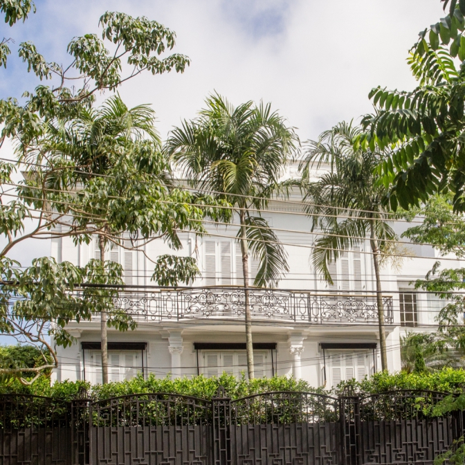Macaque in the trees