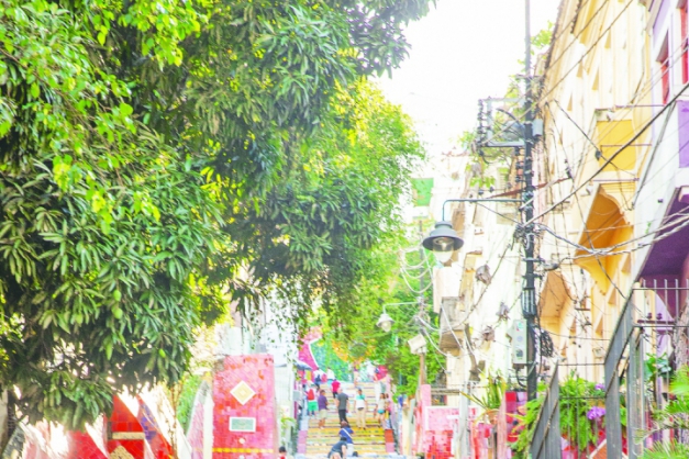 Macaque in the trees
