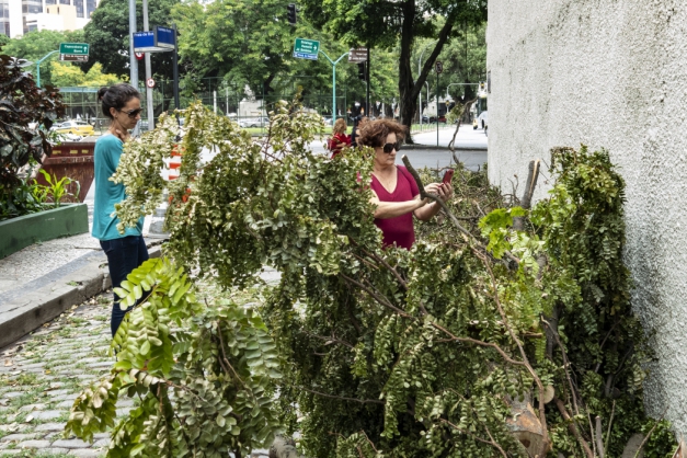 Macaque in the trees