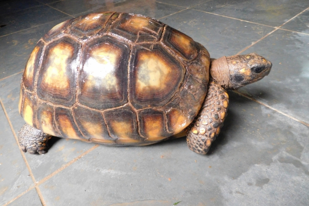 Macaque in the trees