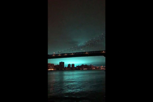 Macaque in the trees