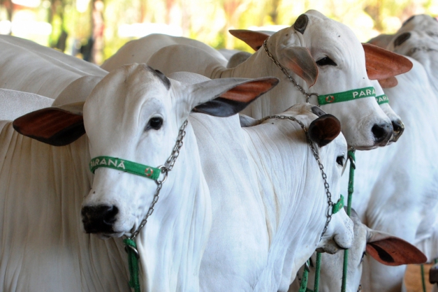 Macaque in the trees