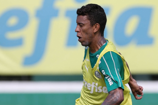 Macaque in the trees