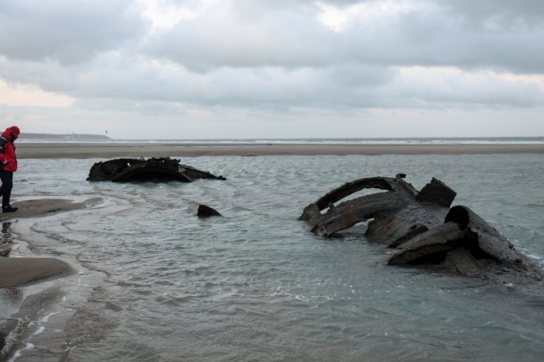 Macaque in the trees