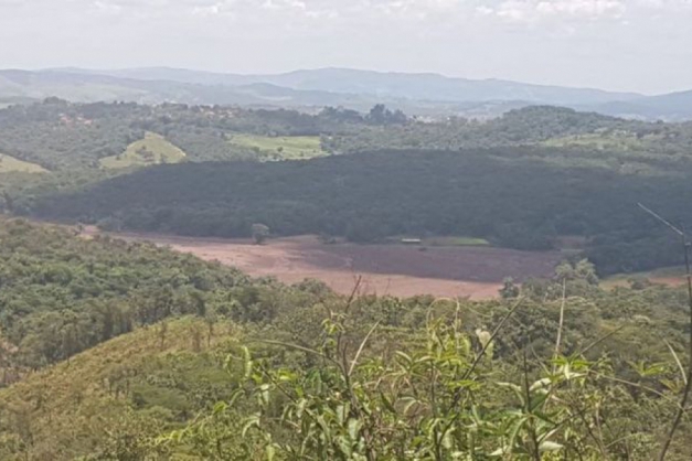 Macaque in the trees