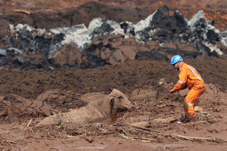 Voluntário tenta salvar uma vaca que está atolada na lama. A população da comunidade de Córrego do Feijão, em Brumadinho (Foto: WILTON JUNIOR/ESTADÃO CONTEÚDO)