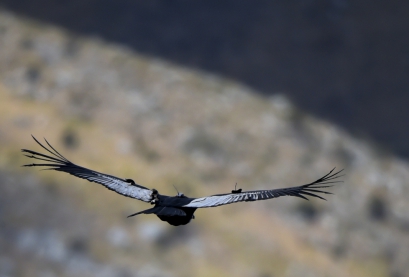 {'nm_midia_inter_thumb1':'https://midias.jb.com.br/_midias/jpg/2019/01/29/97x70/1_000_1cd2nr-209692.jpg', 'id_midia_tipo':'2', 'id_tetag_galer':'', 'id_midia':'5c5600f7c8a00', 'cd_midia':216193, 'ds_midia_link': 'https://midias.jb.com.br/_midias/jpg/2019/02/02/409x277/1_000_1cd2nr-209692.jpg', 'ds_midia': 'O voo do condor na regi&atilde;o do Par&aacute;mo de Almorzadero, nos andes colombianos. Animal pode chegar a mais de tr&ecirc;s metros de largura
', 'ds_midia_credi': 'Raul Arboleda/AFP', 'ds_midia_titlo': 'O voo do condor na regi&atilde;o do Par&aacute;mo de Almorzadero, nos andes colombianos. Animal pode chegar a mais de tr&ecirc;s metros de largura
', 'cd_tetag': '1', 'cd_midia_w': '409', 'cd_midia_h': '277', 'align': 'Left'}