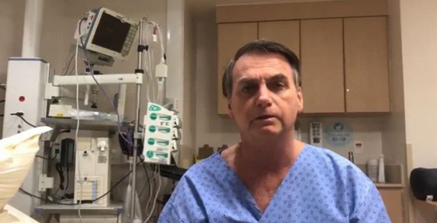 Macaque in the trees