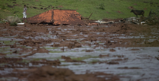 Macaque in the trees