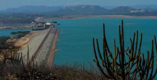 Macaque in the trees