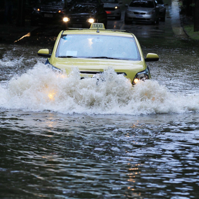 Macaque in the trees