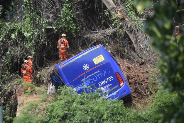 Macaque in the trees