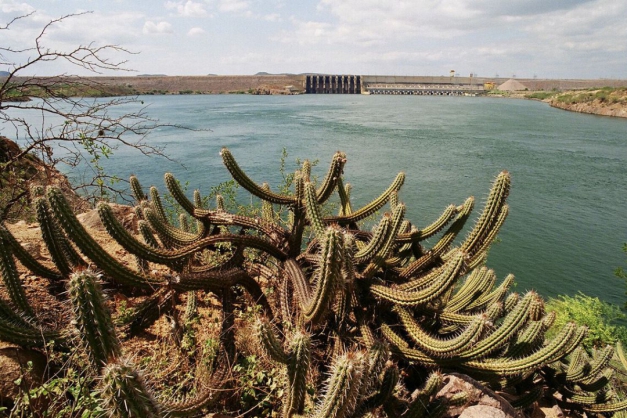 Macaque in the trees