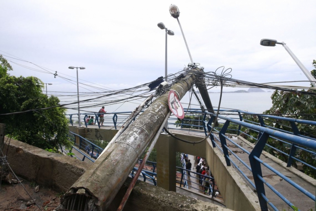 Macaque in the trees
