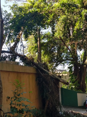 Árvores caídas em condomínio de São Conrado: moradores estão sem luz e sem poder se locomover desde quarta-feira (Foto: Foto de leitor)