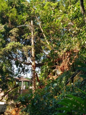 Árvores caídas em condomínio de São Conrado: moradores estão sem luz e sem poder se locomover desde quarta-feira (Foto: Foto de leitor)