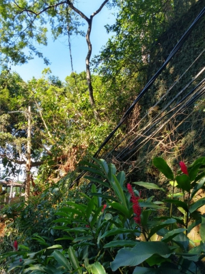 Árvores caídas em condomínio de São Conrado: moradores estão sem luz e sem poder se locomover desde quarta-feira (Foto: Foto de leitor)