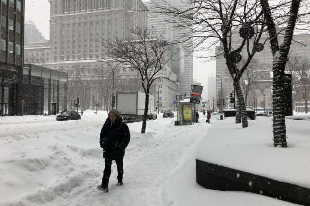 Macaque in the trees