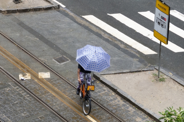 Macaque in the trees