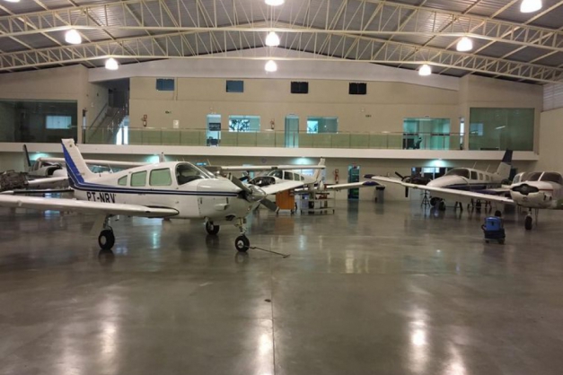 Macaque in the trees