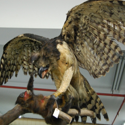 Animais empalhados, como a harpia, foram recuperados, depois de reconhecidos pelos formatos de seus arames (Foto: Divulgação)