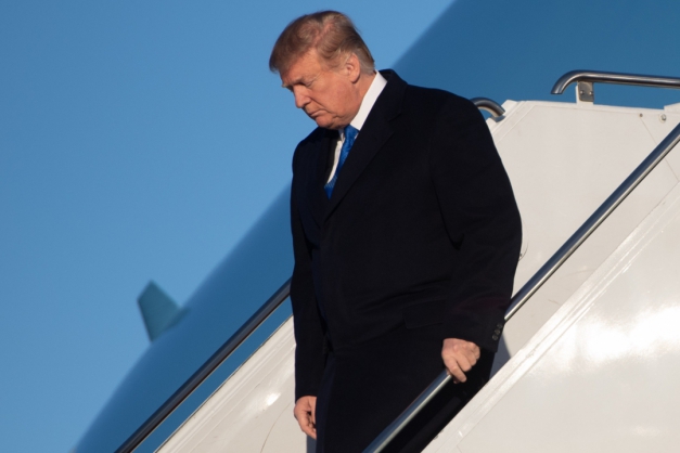 Macaque in the trees