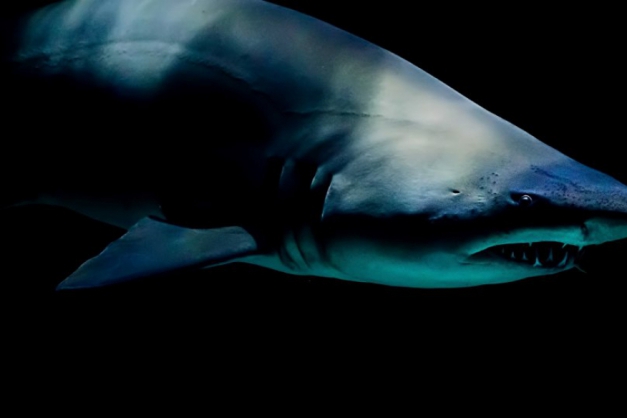 Macaque in the trees