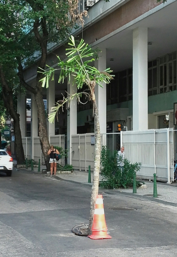Macaque in the trees