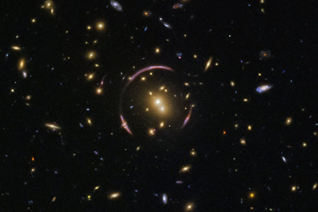 Macaque in the trees