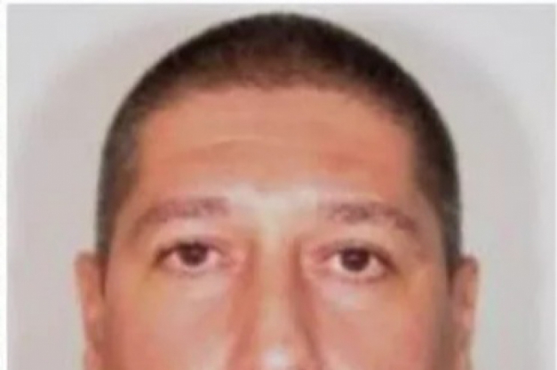 Macaque in the trees