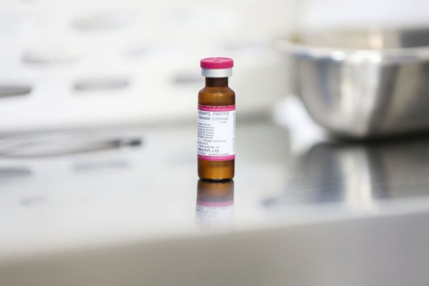 Macaque in the trees