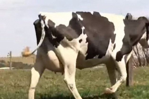 Macaque in the trees
