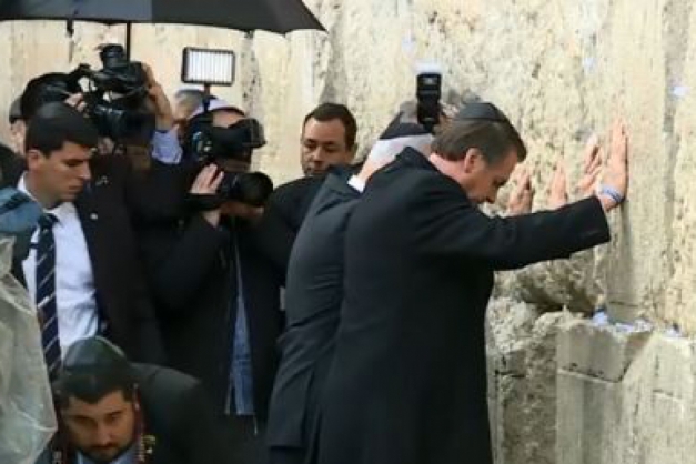 Macaque in the trees