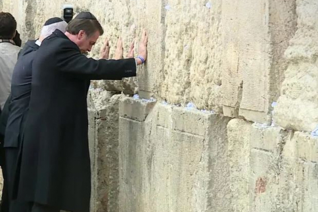 Macaque in the trees