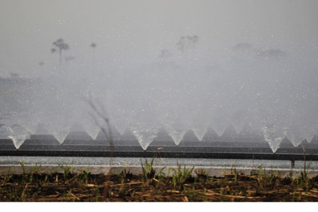 Macaque in the trees