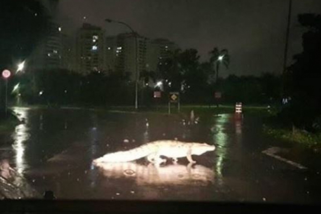 Macaque in the trees