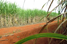Cana de a&ccedil;&uacute;car