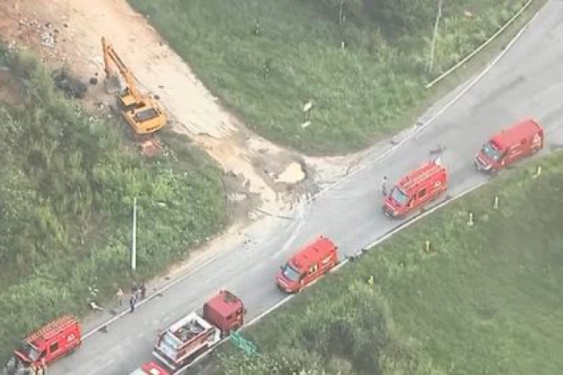 Macaque in the trees