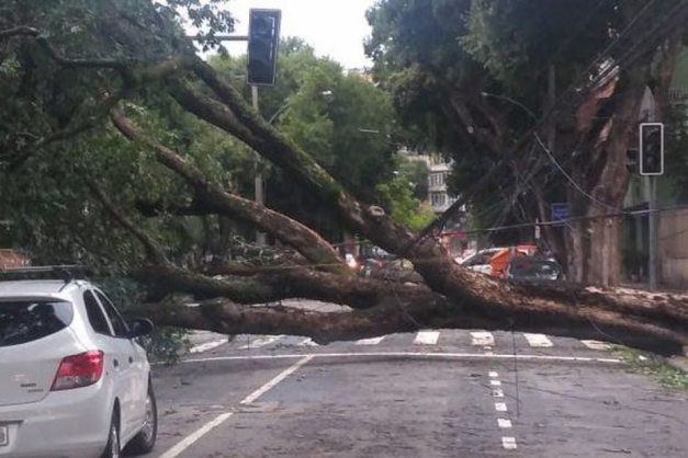 Macaque in the trees